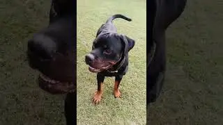 Evening 🌄Park🌳 Fun for Dogs🐕 at Oma Pet Boarding Noida🏡 | Happy & Active Pets!🐾