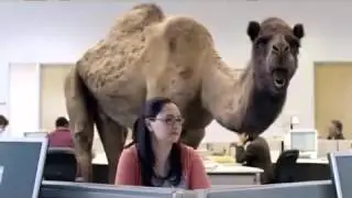 Camel Hump Day at the Office, Woot! Woot!   GEICO TV Commercial