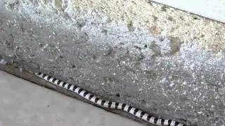 Mojave shovel-nosed snake