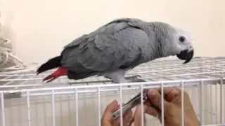 قص أظافر الببغاء باستخدام القفص