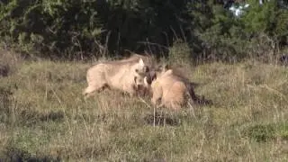 Warthog boars fighting