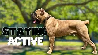 Exercising My CANE CORSO Teenager In The HEAT