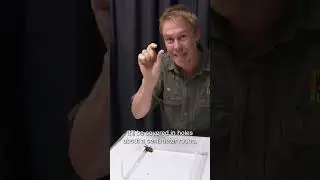 How to tell the difference between a Trapdoor spider and a lethal Funnel-web 🔎
