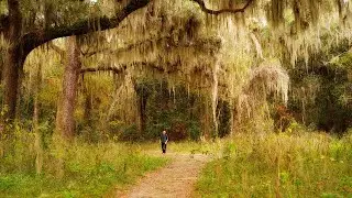 Spanish Moss and Ferns - Florida Landscape Photography