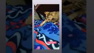e#shorts #viral #cat #explore #kitten#mrbeast #cute