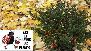 Conseil jardinage: pommier d'amour: Taille, arrosage et entretien: Plante d'int&eacute;rieur ou vivace