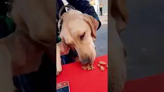 The BEST CBD for Dogs Is Celestial Stem in Mesa, AZ | Gilbert, AZ #cbddogtreats #cbdstores