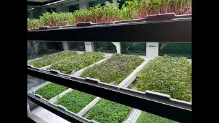Microgreen Packaging