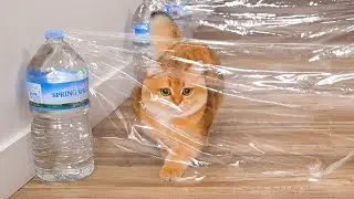 Can Cats Beat Invisible Hurdles Course? | Compilation