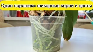 От одного порошка растут мощные корни у орхидеи и цветонос орхидеи