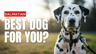 Dalmatian Dog Breed Guide | Are Dalmatians Good Pets or Too Energetic?