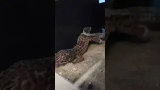 Nocna Furia zjada swoja wylinke😵