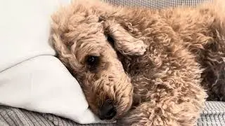 今日もぬくぬくお昼寝タイムのモフちゃんです。apricotpoodle