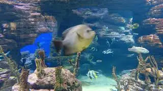 4K UHD great fish tank underwater scenery magda ehlers 3765059 3840x2160 30fps