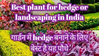 Top 10 Hedge used in Landscaping in India/Hedge Plants For garden/Best Plants for HEDGE in India