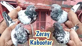 Zeray Kabootar Ka Shok | Hashim Mahmood Pigeons 