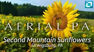 Second Mountain Sunflowers, Orwigsburg, PA | Aerial PA