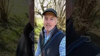 ANGRY BIRD Hormonal Harris&rsquo;s Hawk in Hertfordshire attacks men