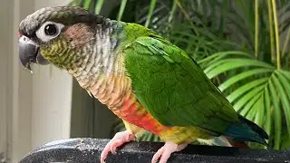 Parrot Makes Tongue Clicking Sounds, Green Cheek Conure Cute Sounds #parrotsounds