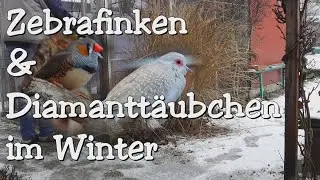 # VLog 6 - Zebrafinken & Diamanttäubchen im Winter | Zebrafinch & Diamond Pigeon wintertime
