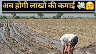 इस खेती से किसान करेगा लाखों की कमाई 💸🤗 ??Super Napier Grass Best Farming 2025