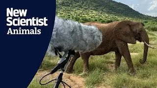 Elephants call each other by unique names, like humans