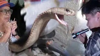 MATATAPANG NA COBRA PINASOK ANG BAHAY NG MATATANDA