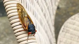 Cicadas in the Suburbs 2024