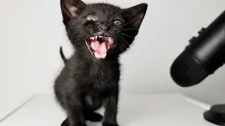 Kitten Meowing Sound ASMR