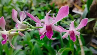 Live sale and share anggrek spesies unik MY Orchids Banyuwangi