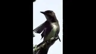 Olive-sided flycatcher (Contopus cooperi)