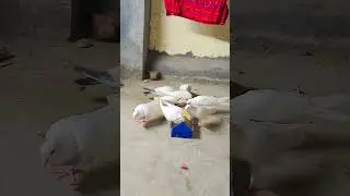 ikk Shock Kabootar Bazi Da #pigeon #kabootarba #kabootar #viralvideo #shortvideo #funniestvideo