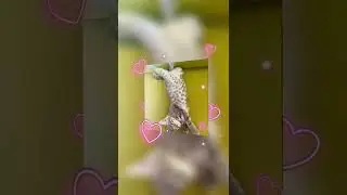 Live. Sweety kitty
