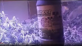 413 grow boss look at the Garden week 4 is getting serious!! TNB Naturals The Enhancer CO2 generator