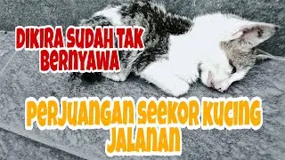 Anak Kucing Terlantar Kelaparan di Jalan