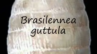 How to pronounce Brasilennea guttula in Latin?