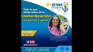 Todo lo que debes saber de la esterilización en perros y gatos