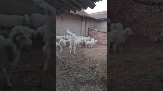 The Hardest Head In The World