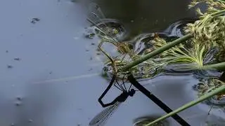 British Dragonflies    -   Emerald Damselfly   -   Lestes sponsa