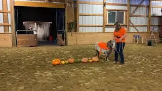 Open Halter Obstacle Freestyle