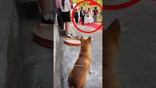 Loyal Dog Guards Bride Like a Bodyguard 😱 #shorts