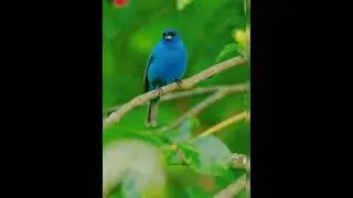 #beutifulbird#youtubeshorts