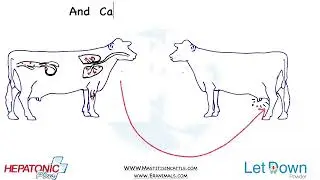 Mycoplasma Mastitis in Cattle | Most difficult mastitis in Cattle