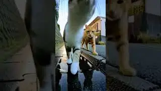 cat's behavior on the street caught on hidden camera😂😂😂