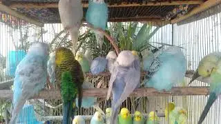 🧡 So Cute You&rsquo;ll Smile Instantly &ndash; Budgie Clips 😄💛