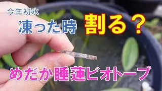 凍った時は？めだかとBiotope