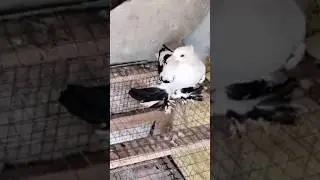 amazing quality pigeon new short Video please support#trending#kabutar#status#popular#shortvideo