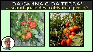 POMODORO DA CANNA O CONCENTRATO, quale scegliere