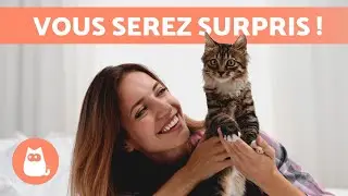 10 CHOSES QUE votre CHAT SAIT sur VOUS 🐱❤️