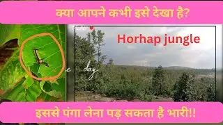 Horhap Jungle: A Natural Wonder of the World